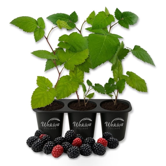 Prime Ark Freedom Blackberry Plant - 3 Live Starter Plants - Rubus - Edible Fruit Bearing Bush for Patio and Garden