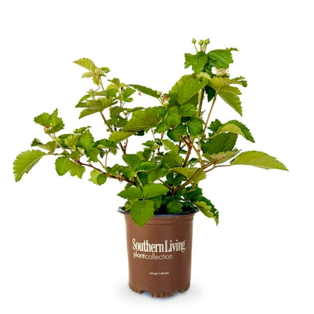 Southern Living Prime-Ark Freedom Thornless Blackberry Bush Live Shrub in 2.5-Quart Grower Pot