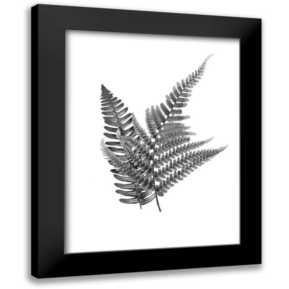 Prime, Marcus 12x14 Black Modern Framed Museum Art Print Titled - Fern Dueling 2