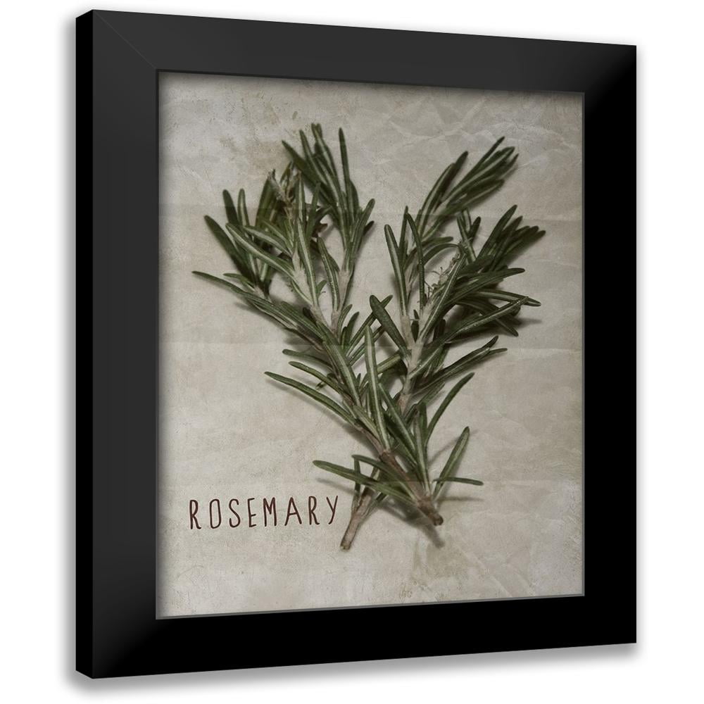 Prime, Marcus 12x14 Black Modern Framed Museum Art Print Titled - Time-Honored Rosemary 2