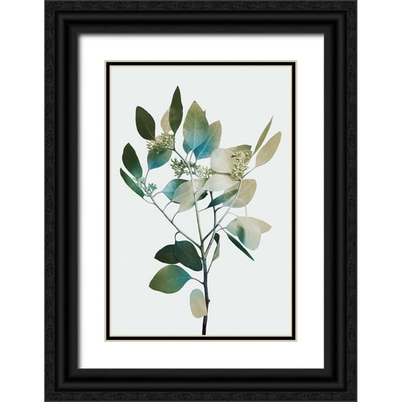 Prime, Marcus 13x18 Black Ornate Wood Framed with Double Matting Museum Art Print Titled - Blonde Eucalyptus 1