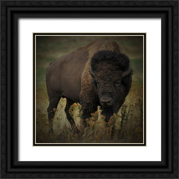 Prime, Marcus 26x26 Black Ornate Wood Framed with Double Matting Museum Art Print Titled - Vigilant Bison