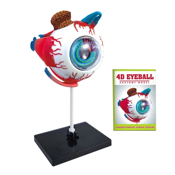 Primegos Human Eye Anatomical Model Detachable Accurate Eye Ball Display Model Ophthalmology Anatomy Teaching Aid Students Learning Educational STEM Toy