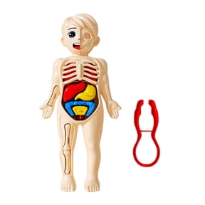 Primegos Kids Human Body Model with Tweezes Educational Body Structure Internal Organ Learning Toy Body Parts Assembly Kit 3D Anatomy Physiology Study Tool