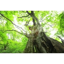 Primeval Forest of Chestnut Tree, Unframed Photographic Print Wall Art by tamikosan Sold by Art.Com