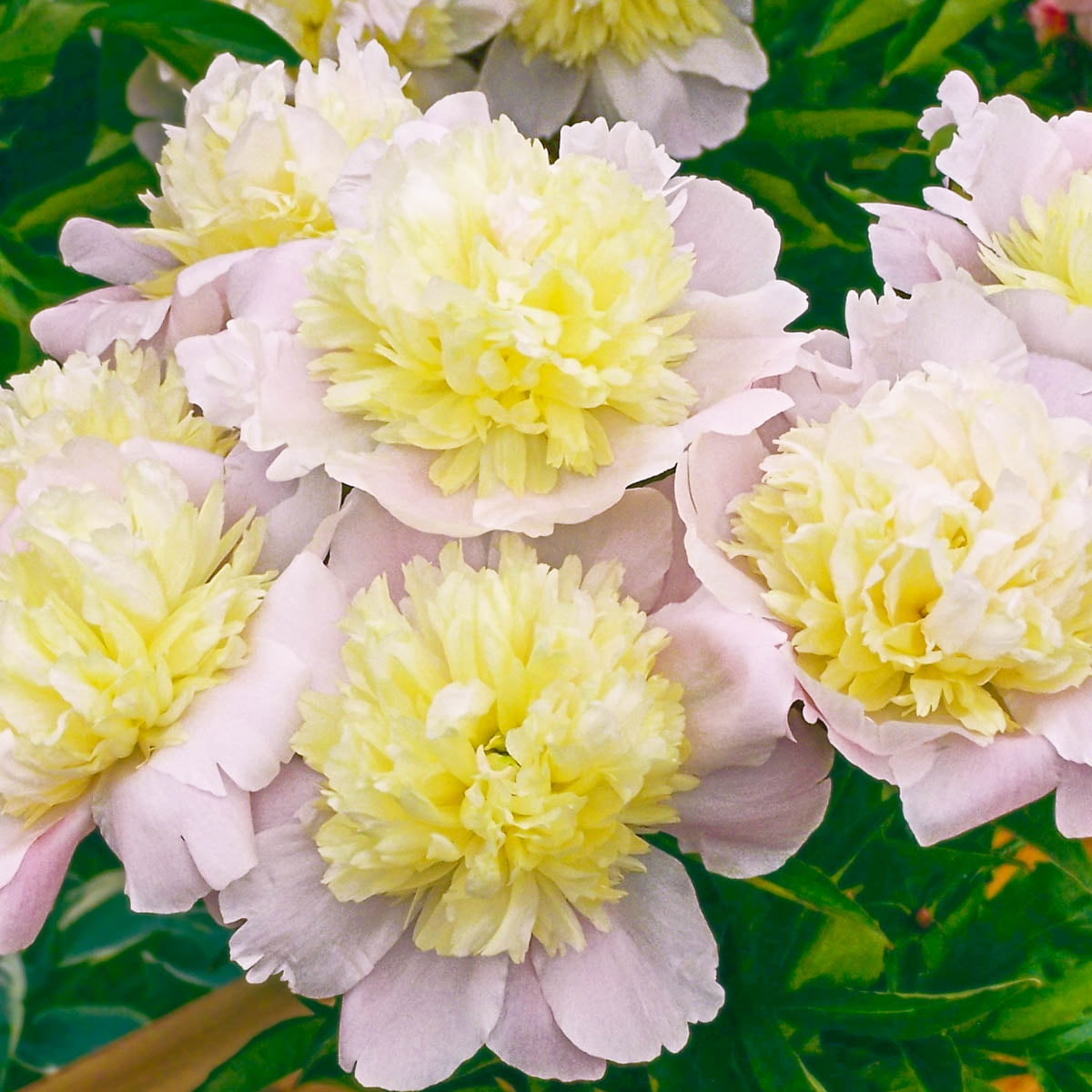 Primevere Peony (Paeonia), Live Bare Root Starter Perennial Plant, White and Pink Colored Flowers (1-Pack)