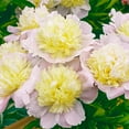 thumbnail image 1 of Primevere Peony (Paeonia), Live Bare Root Starter Perennial Plant, White and Pink Colored Flowers (1-Pack), 1 of 3