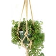 thumbnail image 1 of Primitive Planters Natural Rope Plant Hanger for Indoor or Outdoor Baskets – Hanging Use, Supports up to 40lb, Natural, 36", 1 of 2
