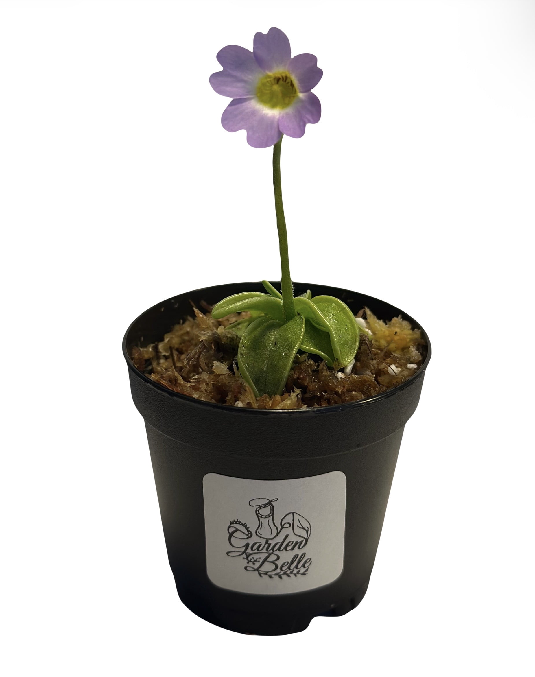 Primrose Butterwort (Pinguicula Primuliflora) Carnivorous Plant in 2" Pot -  Walmart.com