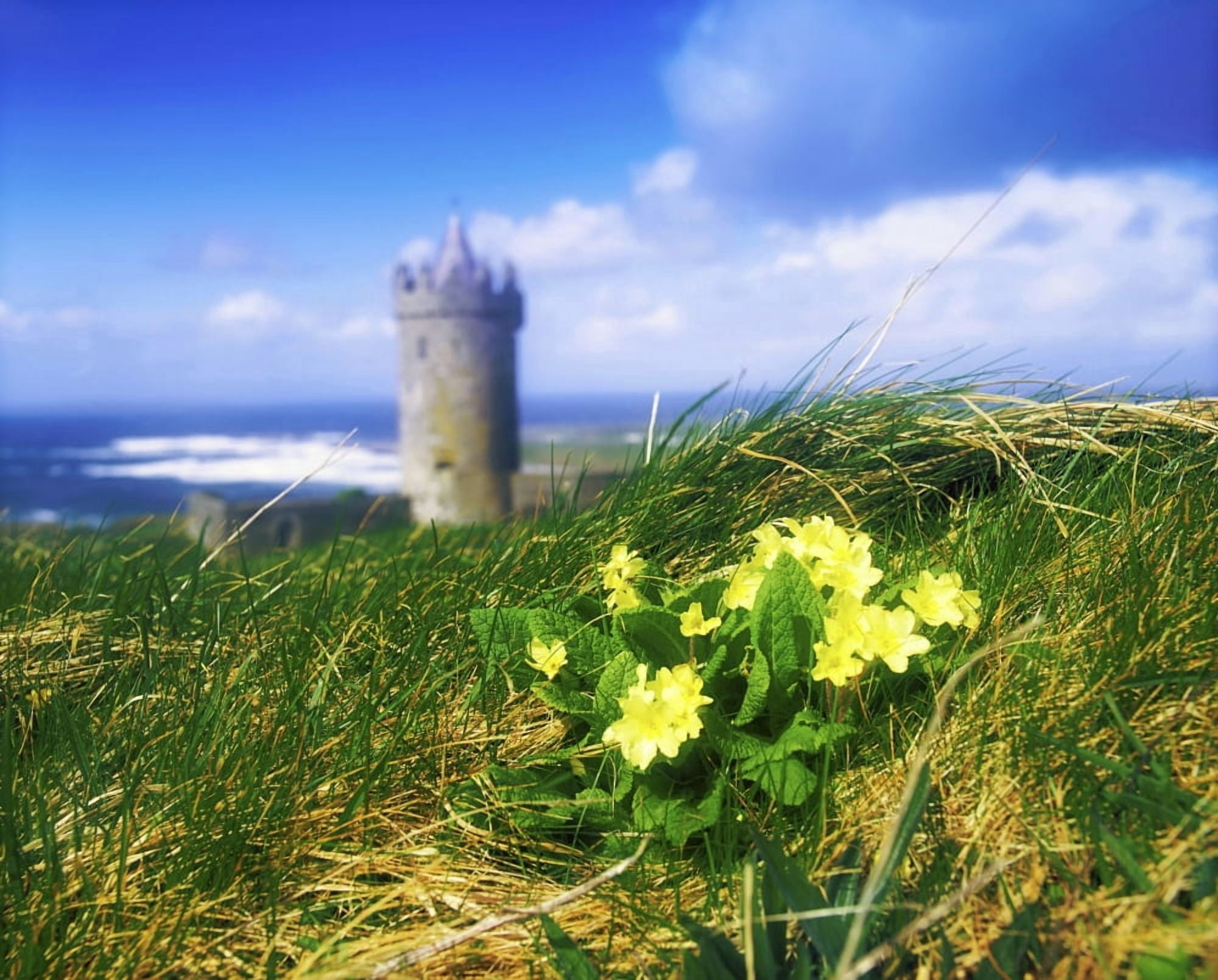 Primrose Flower In Foreground Doonagore Castle In The Distance Co Clare Ireland 16Th Century Tower House Overlooking The Atlantic Ocean Canvas Art - The Irish Image Collection Design Pics (34 x 26)