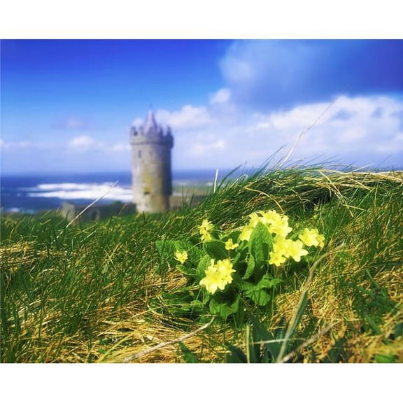 Primrose Flower in Foreground Doonagore Castle in The Distance Co Clare Poster Print - 17 x 13