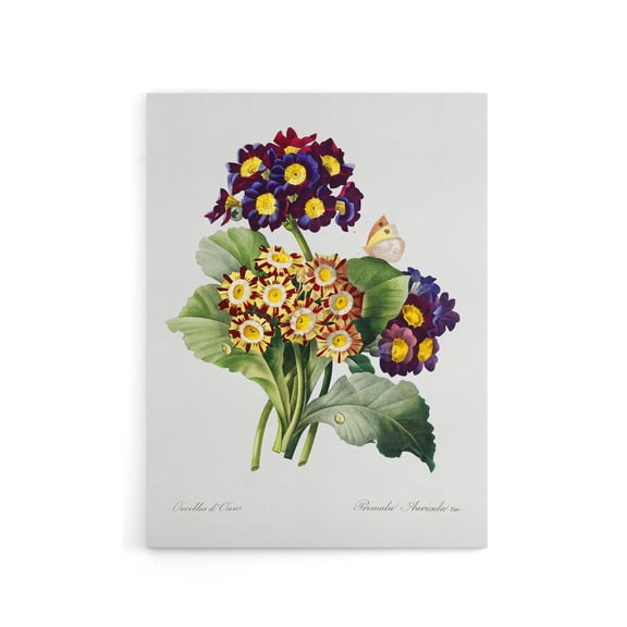 Primrose Flowers Floral Redoute Vintage Canvas Wall Art 12X16"