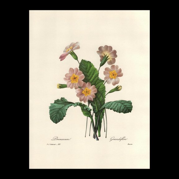 Primrose Redoute Botanical Print, Unframed Paper Poster 8x10in