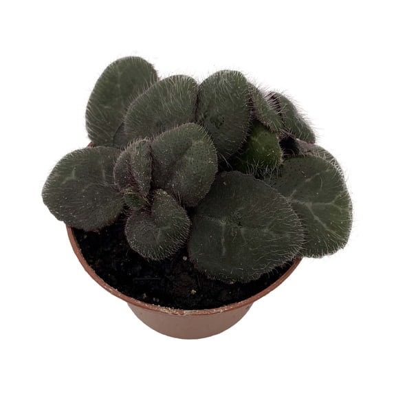 Primulina yungfuensis - Asian Violet - 2.5" Pot - Easy House Plant