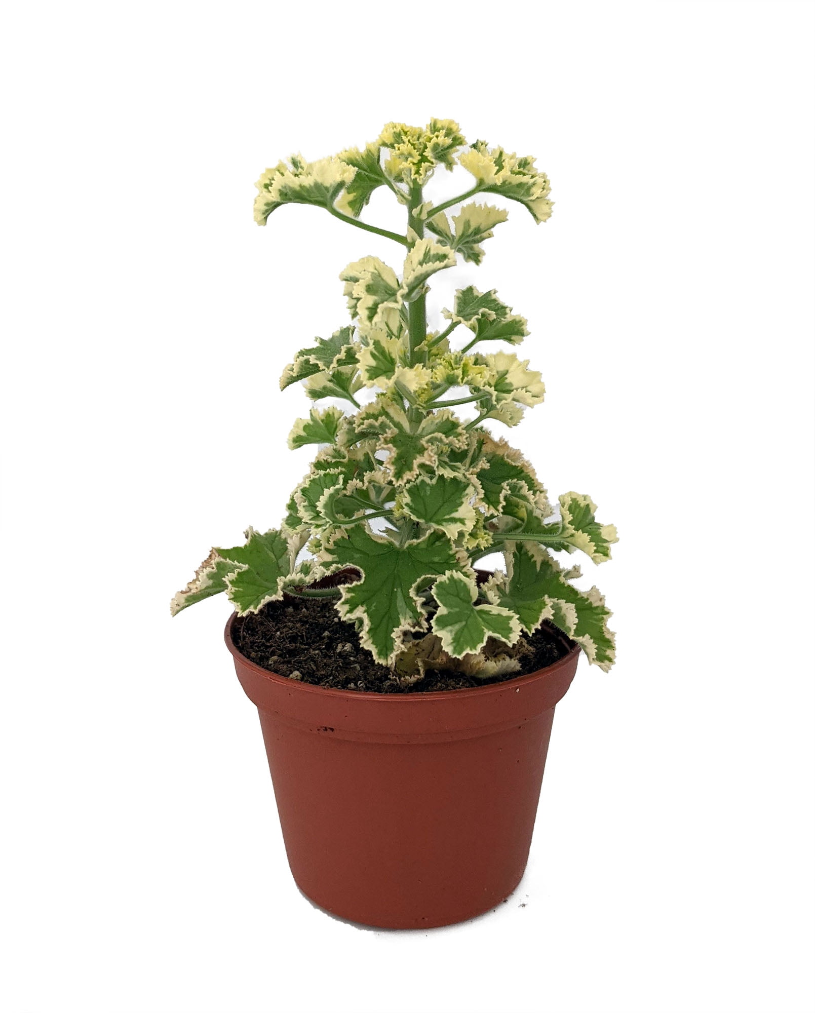 Prince Rupert Geranium crispum 2.5" Pot Royal Ruffled Variegated