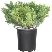 Prince of Wales Juniper | 1 Large Gallon Size Plant | Juniperus Horizontalis | Low Maintenance Groundcover, Evergreen Shrub for Landscaping, Drought Tolerant Plant, Spreading Juniper for Borders