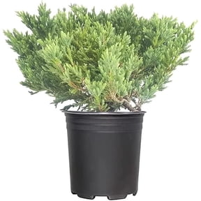 Prince of Wales Juniper | 2 Large Gallon Size Plants | Juniperus Horizontalis | Low Maintenance Groundcover, Evergreen Shrub for Landscaping, Drought Tolerant Plant, Spreading Juniper for Borders