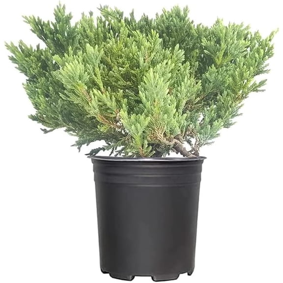 Prince of Wales Juniper | 2 Large Gallon Size Plants | Juniperus Horizontalis | Low Maintenance Groundcover, Evergreen Shrub for Landscaping, Drought Tolerant Plant, Spreading Juniper for Borders