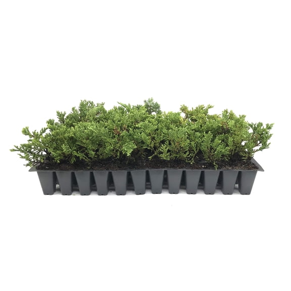Prince of Wales Juniper - 20 Live Plants - Drought Tolerant Cold Hardy Evergreen Ground Cover