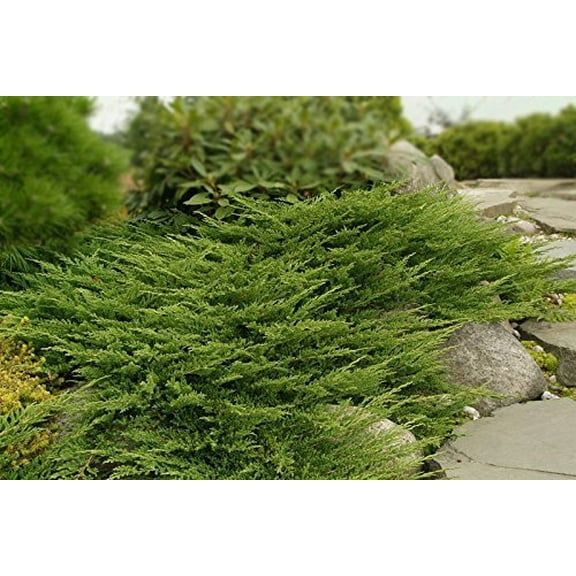 Prince of Wales Juniper - 60 Live Plants - Drought Tolerant Cold Hardy Evergreen