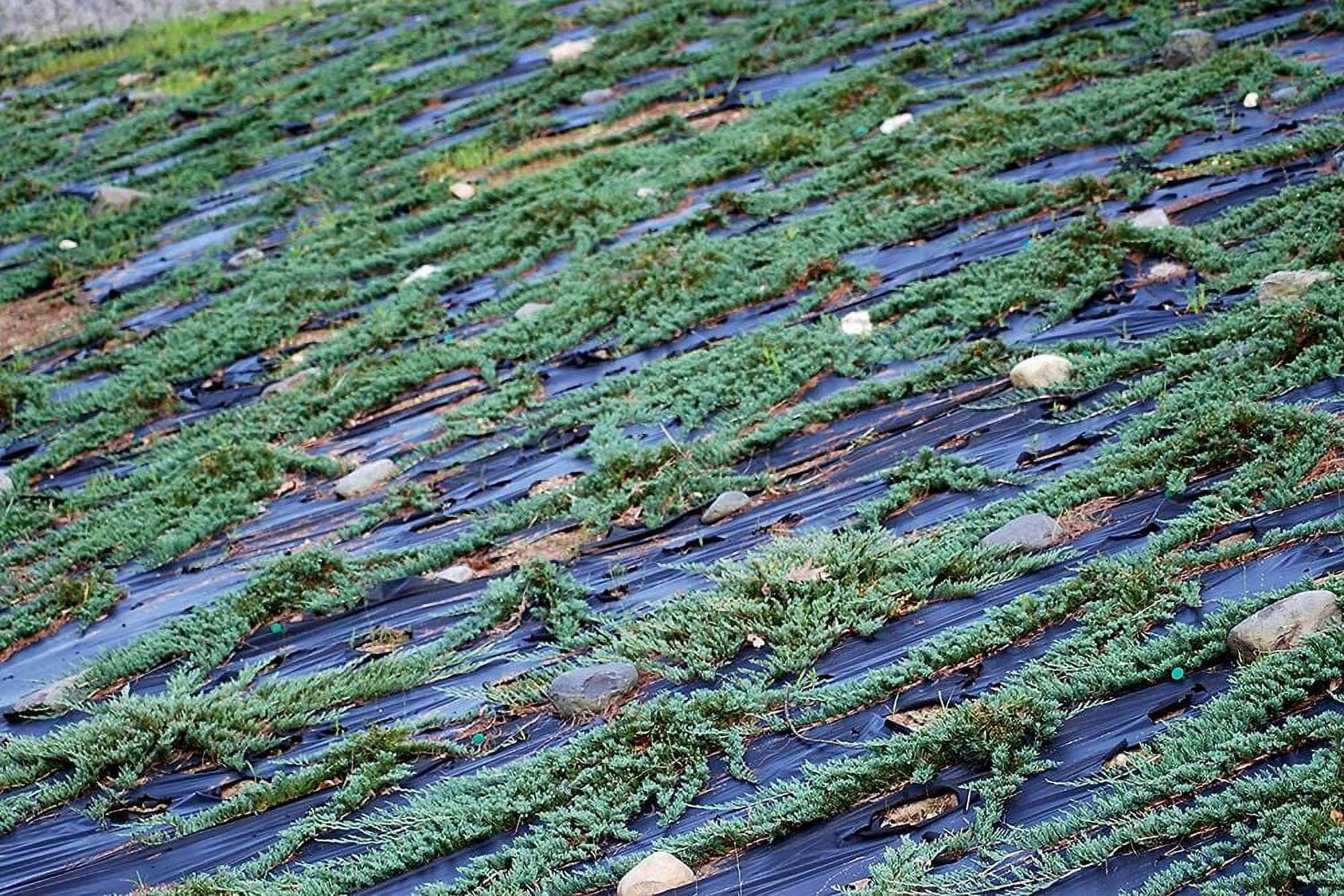 Prince of Wales Juniper Live Plants Drought Tolerant Cold Hardy