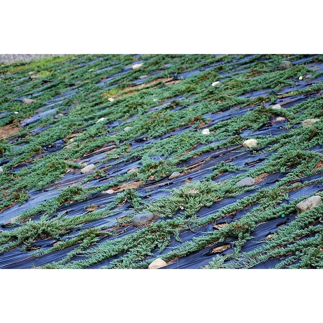 Prince of Wales Juniper Live Plants Drought Tolerant Cold Hardy