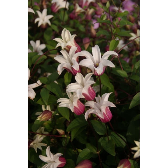 Princess Kate Texensis Clematis Vine - Pink & White - NEW! -2.5" Pot
