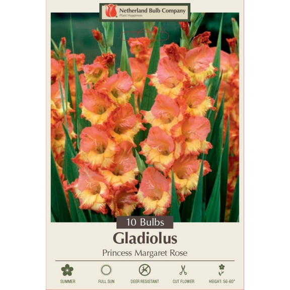 Princess Margaret Rose Large Flowering Gladiolus Hybrid - 10 Bulbs 12/14 cm