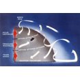 thumbnail image 1 of Principal air currents of the northern hemisphere from the equator to the North pole. Poster Print by U.S. Dept of Commerce (24 x 36), 1 of 1