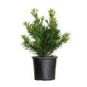 Pringles Dwarf Podocarpus Yew (2.5 Gallon) Evergreen Shrub with Needle-like Foliage - Live Plant