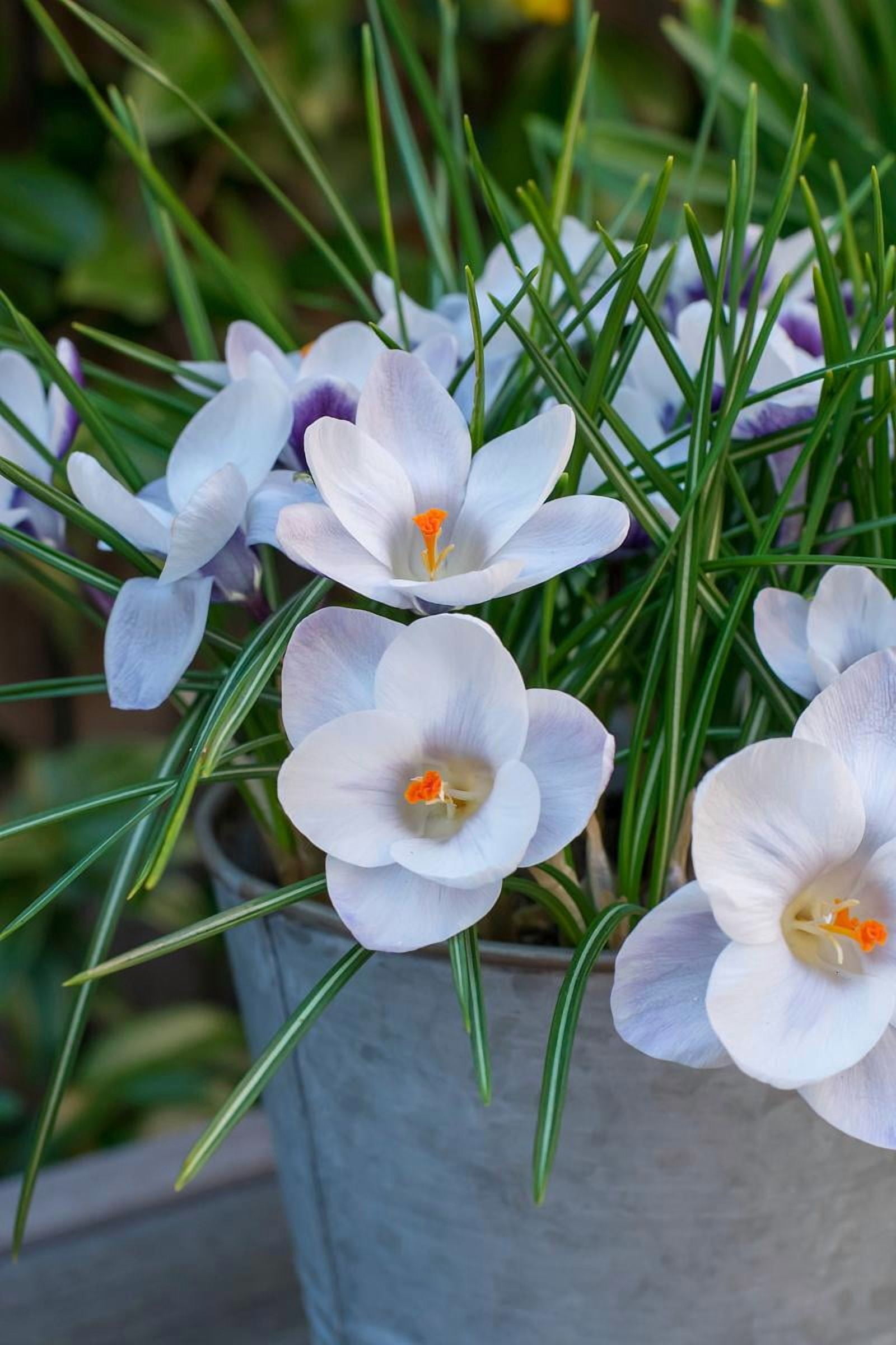 Hirt's Gardens Prins Claus Snow Crocus