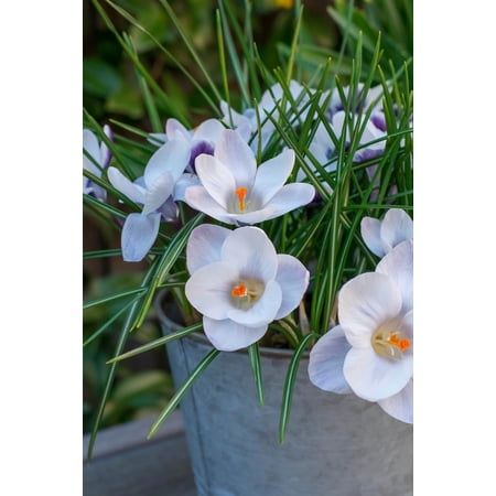 Prins Claus Snow Crocus - Very Hardy! - 5/+ cm Bulbs -20 Bulbs