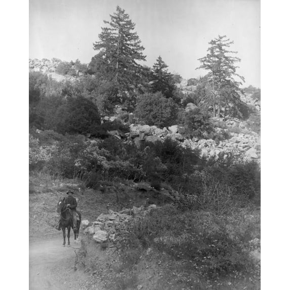 Print: A Forest Ranger, 1909