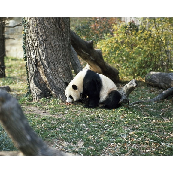 Print: A Giant Panda, The Star Attraction At The Smithsonian Institution's