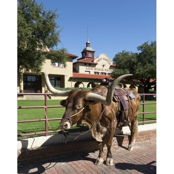 Print: A Longhorn Cow, Awaiting A Roundup (For Tourists' Benefit) In The