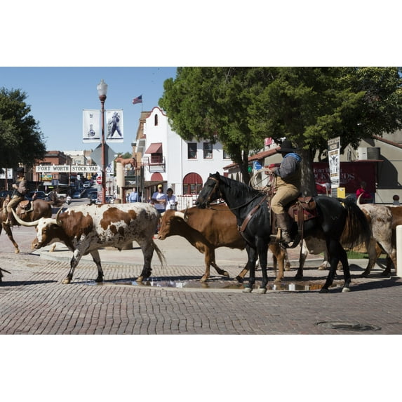 Print: A Roundup (For Tourists) Of Longhorn Cattle In The Stockyards, A