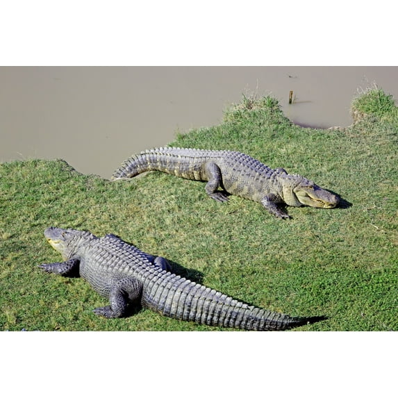 Print: Alligator Alley Has 20 Acres Of Natural Cypress Swamp Land, Where