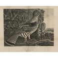 thumbnail image 1 of Print: American Pheasant, 1832, 1 of 4