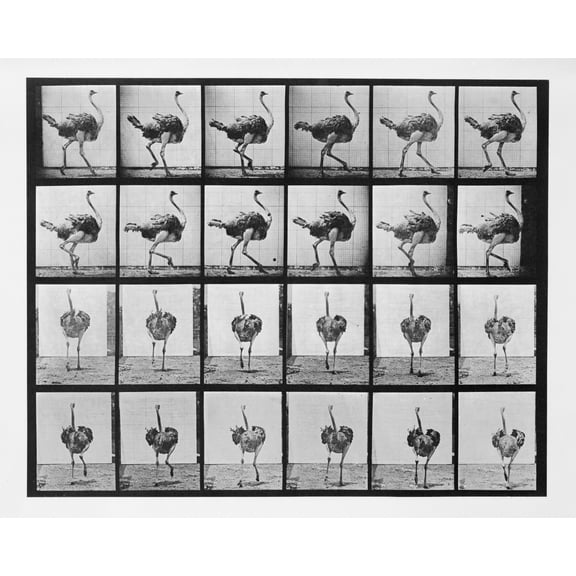 Print: Animal Locomotion