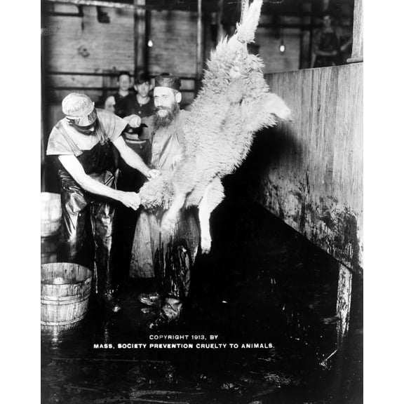 Print: As A Lamb To The Slaughter, 1913