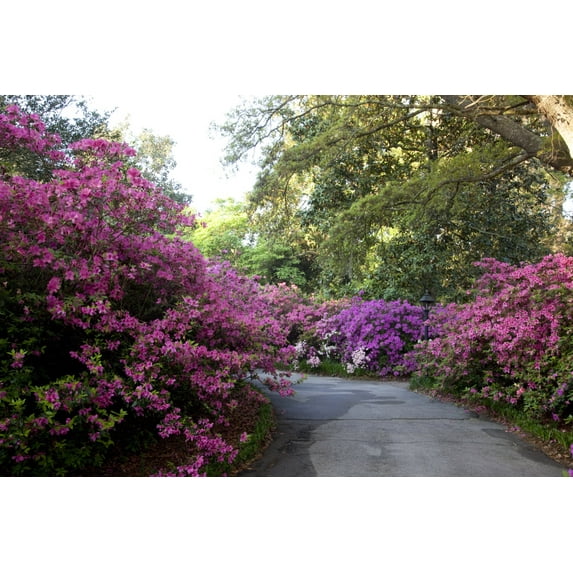 Print: Bellingrath Gardens And Home, The Creation Of Mr. And Mrs. Walter