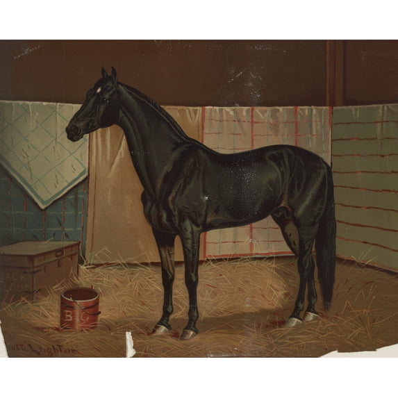 Print: Black Cloud, A Horse In Stable, 1882