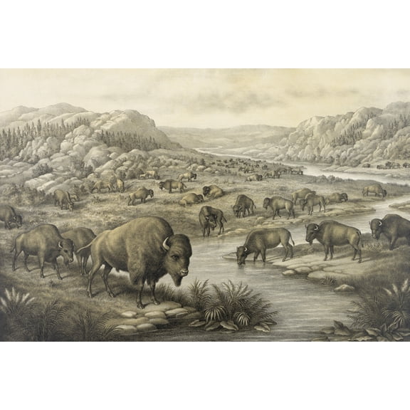 Print: Buffaloes At Rest, 1911