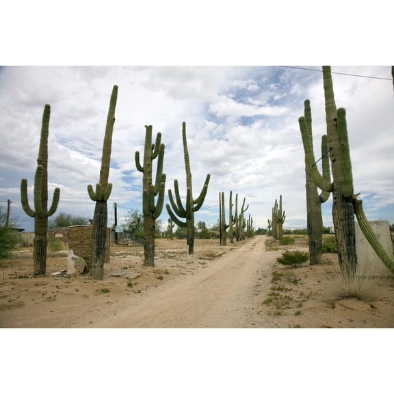 Print: Cactus, Rural Arizona Near Florence, Arizona, 2008