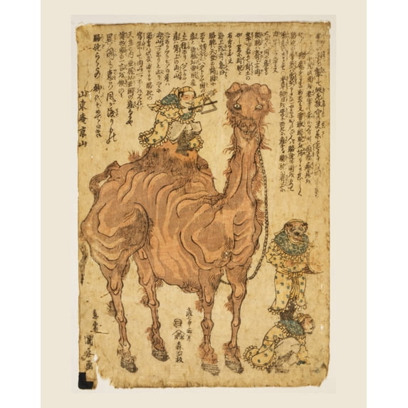 Print: Camel, 1824