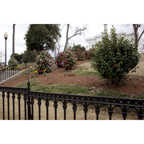 Print: Camellias, Which Are The Alabama State Flower, Bloom In Profusion