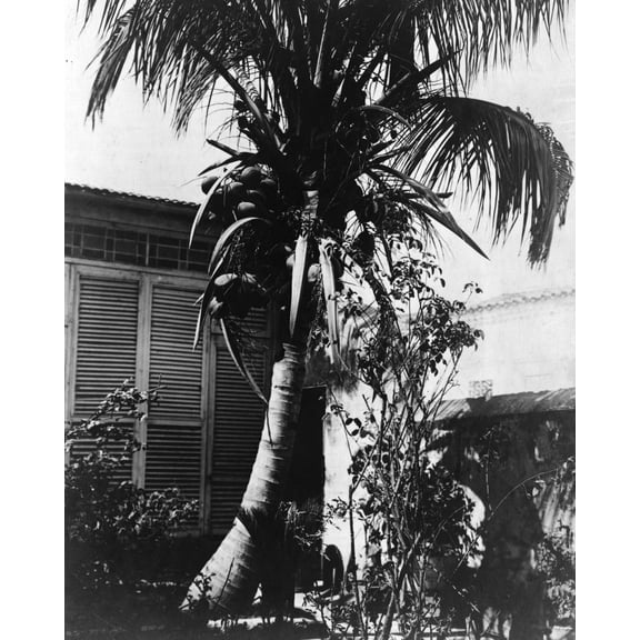 Print: Coconut Tree, circa 1890