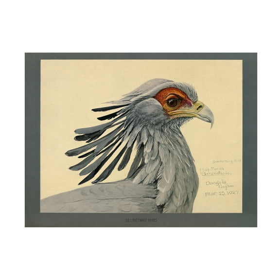 Print Collection 'Abyssinian Secretary Bird' Canvas Art