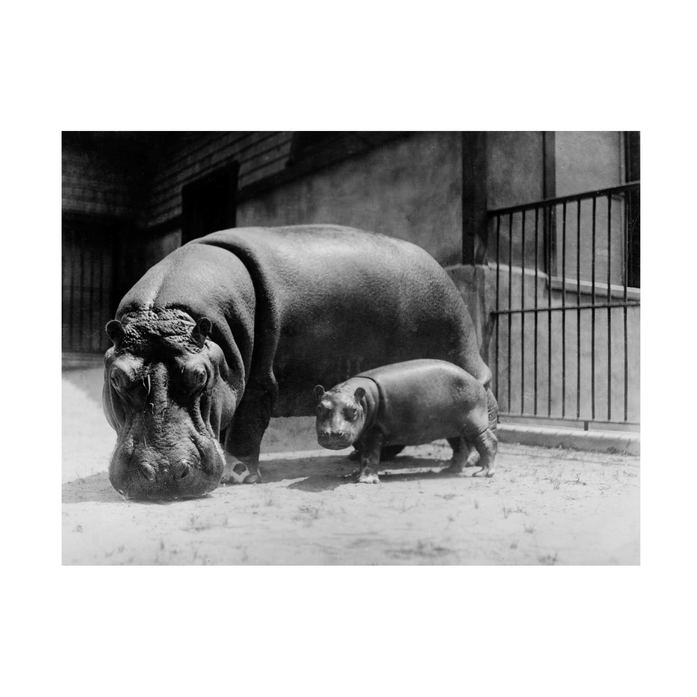 Trademark Fine Art Print Collection Adult and Baby Hippopotamus Canvas Wall Art - 35x47