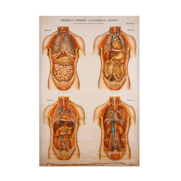 Trademark Fine Art Print Collection American Frohse Anatomical Wallcharts Plate 1 Canvas Wall Art - 30x47
